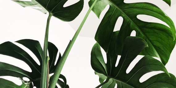 Monstera