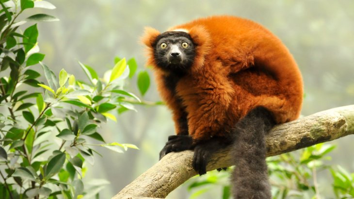 Schutz des Seidensifakas und des Roten Varis, Madagaskar.