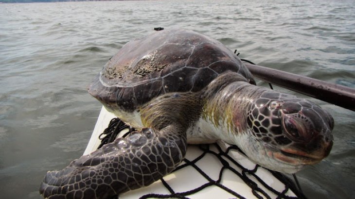 Guten Tag, wie ist die Reise? Eine Schildkröte schaut auf dem Kajak vorbei.